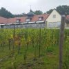 11. Elbtal-Weinlauf